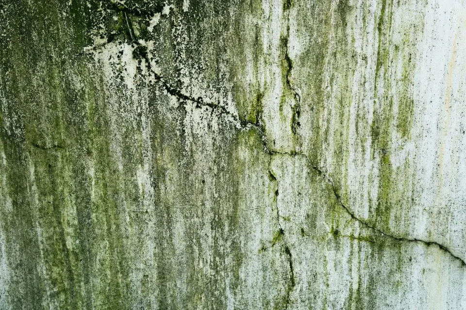 Our Story: Dedicated to a Mold-Free Greensboro